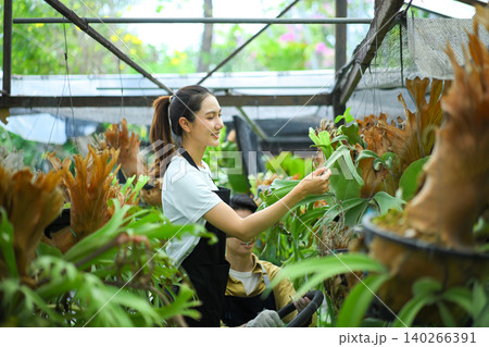 Female gardener checking staghorn fern, showing care, attention, and plant maintenance 140266391