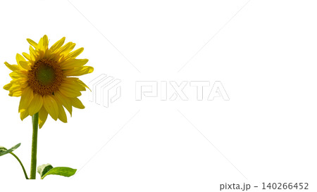 Cultivated plant.Sunflower used to make oil isolated on white Cultivated plant.Sunflower used to make oil isolated on white 140266452