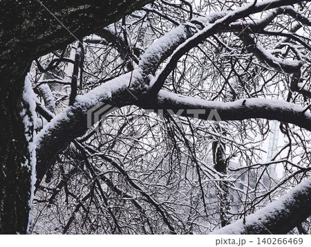Winter dusk.Tree branches covered with fluffy snow Winter dusk.Tree branches covered with fluffy snow 140266469