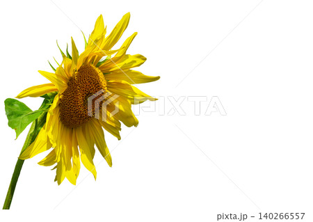 Agriculture.Sunflower used to make oil isolated on white Agriculture.Sunflower used to make oil isolated on white 140266557