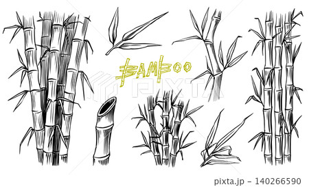 Bamboo plant hand drawn asian grass. Engraving hatching digital ink line art drawing 140266590