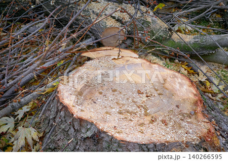 Stump of felled tree after sawing during land clearing 140266595