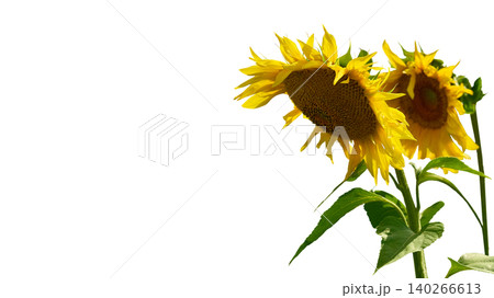 Two sunflowers used to make oil isolated on white Two sunflowers used to make oil isolated on white 140266613