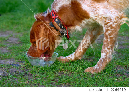 Dog spaniel drinks water and eats on grassy lawn Dog spaniel drinks water and eats on grassy lawn 140266619