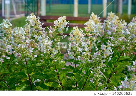 Park gardening.Decorative shrub Hydrangea Paniculata for decorating parks 140266623
