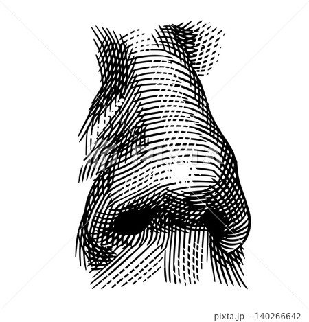 Human nose hand drawn drawing illustration. Engraving hatching style with a realistic smelling organ Human nose hand drawn drawing illustration. Engraving hatching style with a realistic smelling organ 140266642