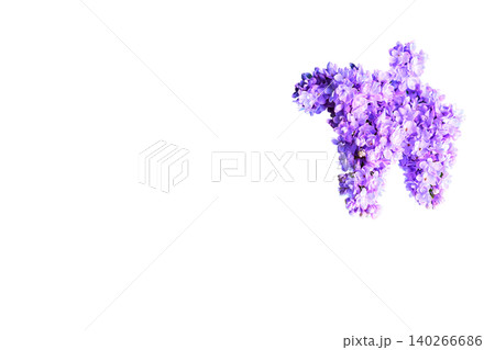 Fresh spring bunch of pink lilac flower isolated on white 140266686