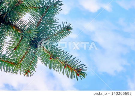 Blue sky and Spring branch of blue pine fir  140266693