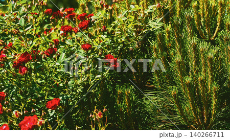 Landscaping.Red mini roses and decorative young spruce shoots pine Landscaping.Red mini roses and decorative young spruce shoots pine 140266711