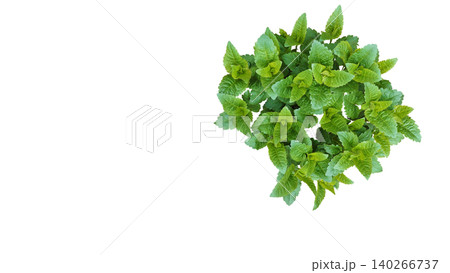 Spring unblown bush of Gauston's ageratum,long flowering Mexican Spring unblown bush of Gauston's ageratum,long flowering Mexican 140266737