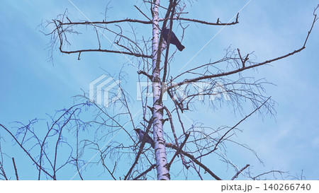 Two crows resting on spring branches of birch Two crows resting on spring branches of birch 140266740
