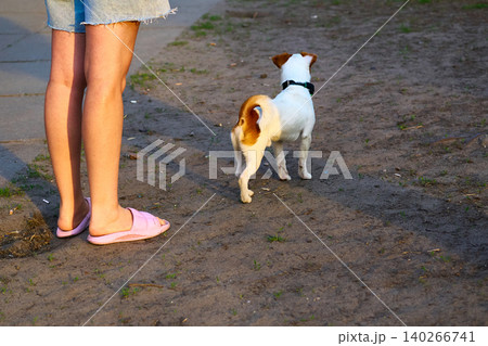 On walk.Funny Jack Russell terrier and his owner's legs On walk.Funny Jack Russell terrier and his owner's legs 140266741