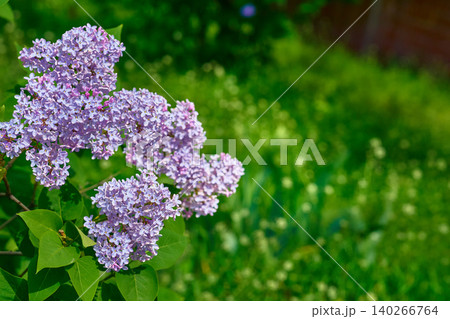 Mood of springtime. Cute branches of purple pink lilac Mood of springtime. Cute branches of purple pink lilac 140266764
