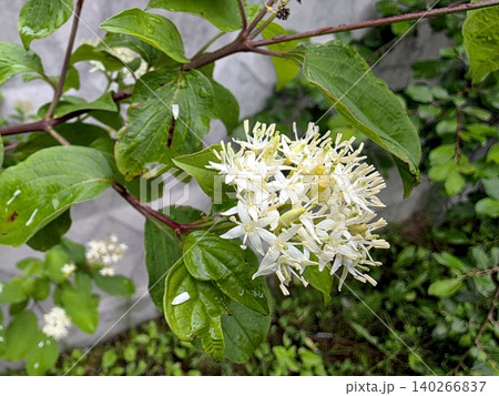 Sambucus Blossom Growing on a Green Plant in a Garden Setting During Daytime Sambucus Blossom Growing on a Green Plant in a Garden Setting During Daytime 140266837
