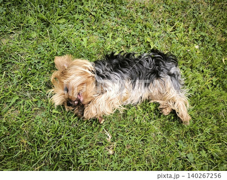 Yorkshire terrier lying on green grass from above Yorkshire terrier lying on green grass from above 140267256