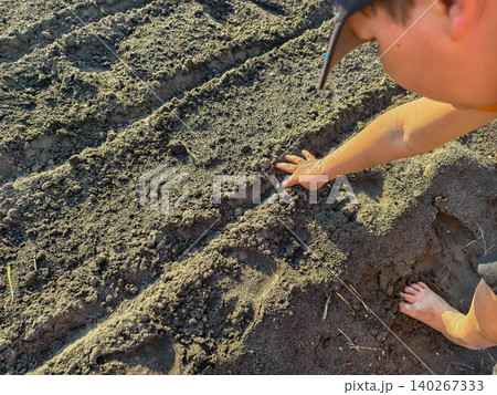 Child's hand carefully placing tiny seeds into freshly tilled garden soil rows, fostering new life and showing hands-on connection with nature, agriculture, and sustainable living practices. 140267333