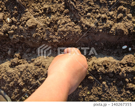 Human hand sowing white seeds into rich brown soil, creating a neat row for germination and sustainable growth in a garden or small-scale agricultural plot. 140267355