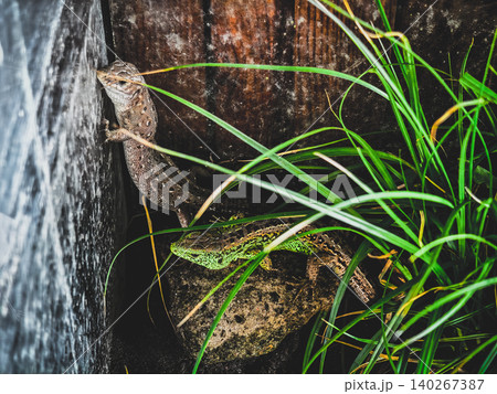Two sand lizards camouflaged in their habitat, one climbing a wooden wall while the other hides in green grass — detailed close-up showing texture, scales and survival skills. Two sand lizards camouflaged in their habitat, one climbing a wooden wall while the other hides in green grass — detailed close-up showing texture, scales and survival skills. 140267387