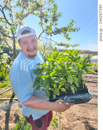 Man carrying a tray of healthy green pepper plant seedlings, ready for transplanting into the garden bed on a bright sunny day, representing new growth and home farming. 140267395