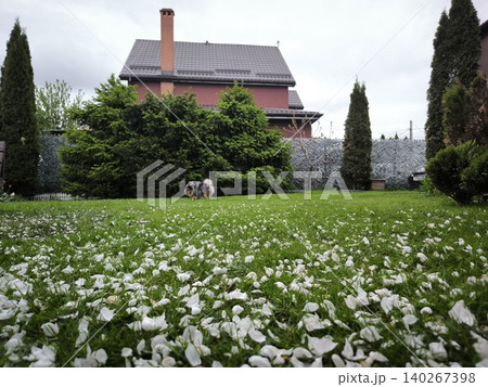 Dog walking green lawn white petals background Dog walking green lawn white petals background 140267398
