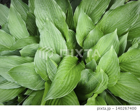 Hosta plant foliage detailed leaf pattern Hosta plant foliage detailed leaf pattern 140267400
