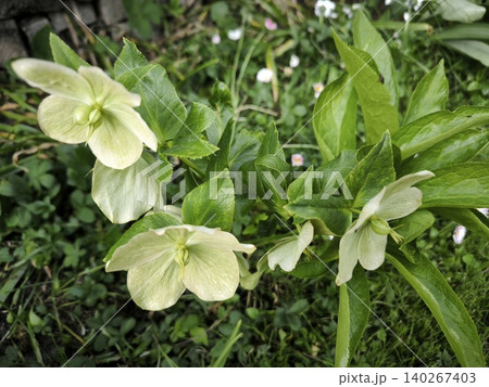 Pale green hellebore flowers nature background Pale green hellebore flowers nature background 140267403