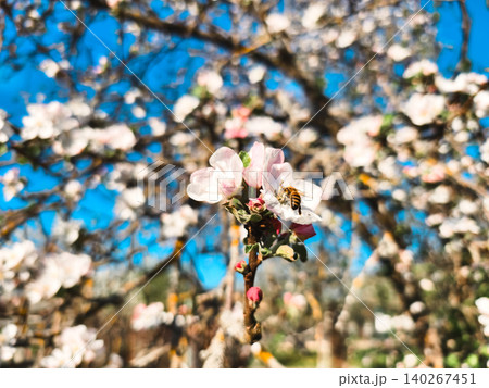 Honeybee diligently collecting nectar from a delicate pink and white apple blossom, symbolizing pollination, spring awakening, and the natural cycle of new life under a vibrant blue sky. 140267451