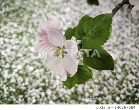 Delicate pink blossoms spring garden view Delicate pink blossoms spring garden view 140267684