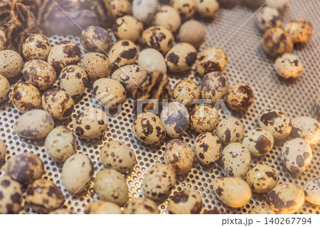 Tiny quail chicks break out of spotted eggs during incubation, showing new life, poultry farming, breeding and animal birth concept Tiny quail chicks break out of spotted eggs during incubation, showing new life, poultry farming, breeding and animal birth concept 140267794