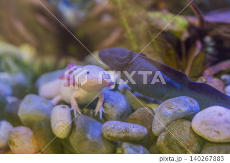 Several axolotls rest and swim among stones in freshwater aquarium, showing endangered species, amphibian biology and conservation education concept Several axolotls rest and swim among stones in freshwater aquarium, showing endangered species, amphibian biology and conservation education concept 140267883
