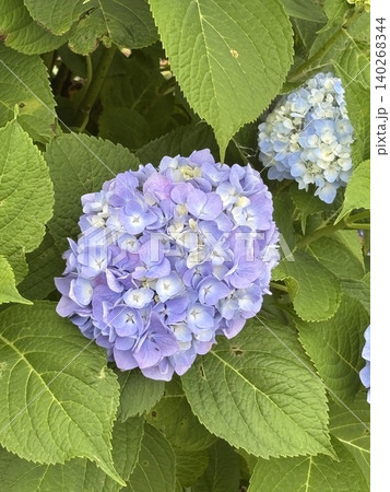 多数の青色の装飾花を備えるアジサイの手毬咲きの花房をクローズアップで撮影した写真 140268344