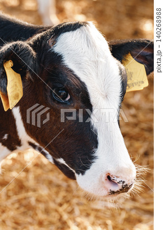 Cow looks at camera on a farm during daylight hours with straw around Cow looks at camera on a farm during daylight hours with straw around 140268988