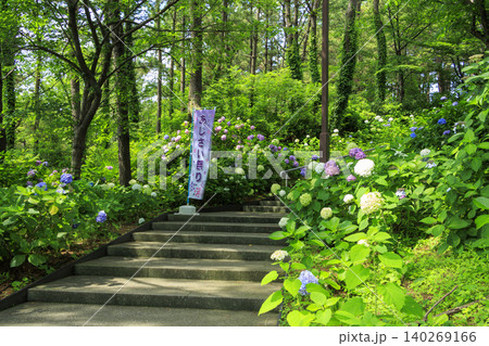 八景島の紫陽花祭り 140269166