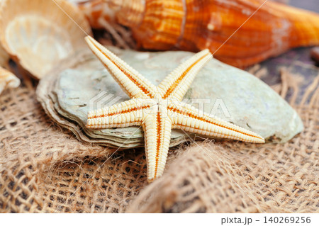 Sea shells. nature background. close up. creative photo. Sea shells. nature background. close up. creative photo. 140269256