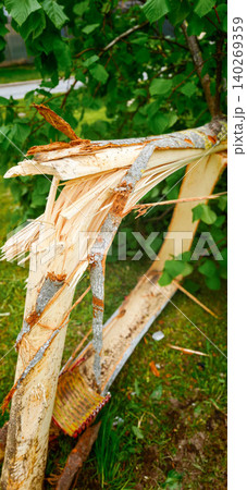 Broken tree branch with exposed wood fibers and bark, surrounded by green leaves and grass in a natural outdoor setting Broken tree branch with exposed wood fibers and bark, surrounded by green leaves and grass in a natural outdoor setting 140269359