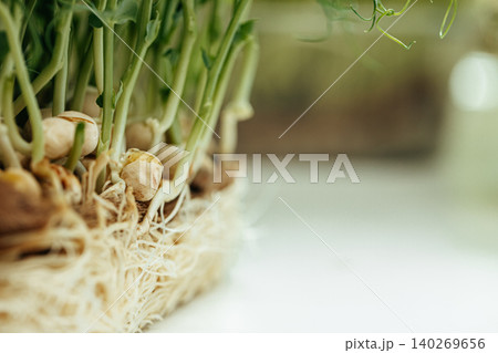 Roots of micro green plant close up Roots of micro green plant close up 140269656