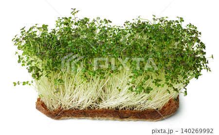 Micro green sprouts of watercress salad isolated on white Micro green sprouts of watercress salad isolated on white 140269992