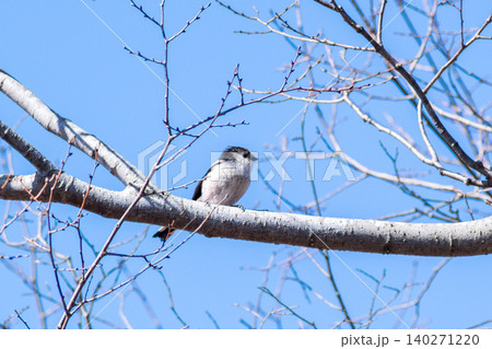 【エナガ】公園の木の上で見かけるエナガ 【エナガ】公園の木の上で見かけるエナガ 140271220