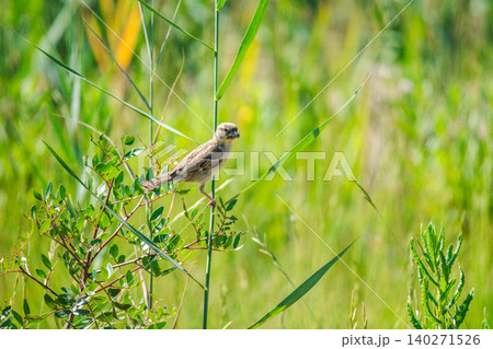 House sparrow perched among green meadow vegetation while carrying insects in its beak. 140271526