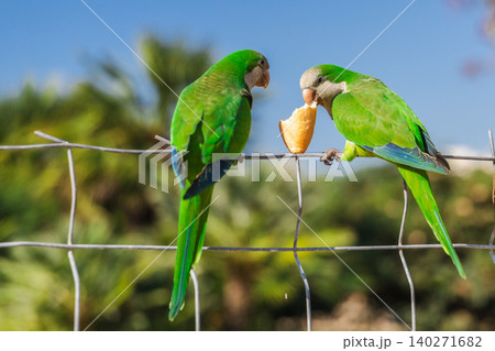Two green monk parakeets sharing bread while sitting on metal fence in sunny Barcelona park 140271682