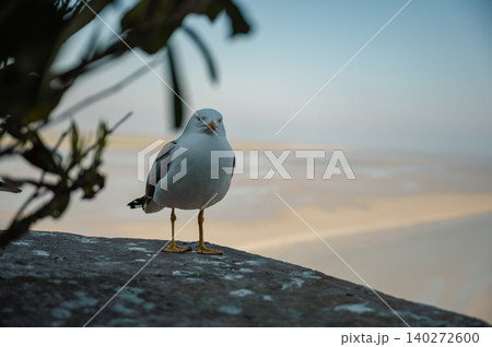A pair of seagulls perched on the ancient stone walls of Mont Saint-Michel, overlooking the vast tidal flats below. 140272600