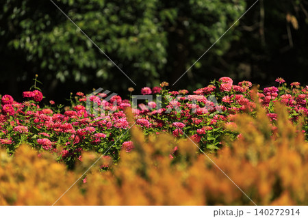 庄原市備北丘陵公園の花畑に咲く赤いジニアの花 庄原市備北丘陵公園の花畑に咲く赤いジニアの花 140272914