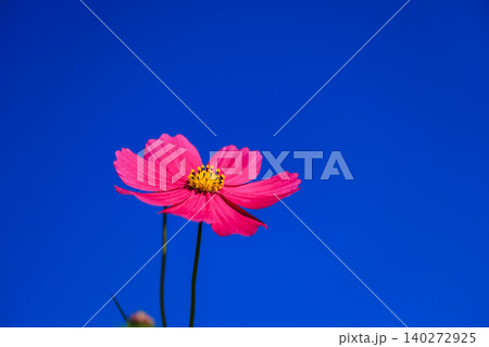 庄原市備北丘陵公園のコスモスの花と青空 庄原市備北丘陵公園のコスモスの花と青空 140272925