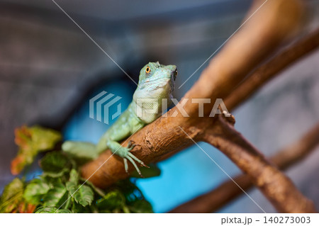 A lively green lizard perches on a wooden branch, surrounded by lush greenery and a softly illuminated backdrop, showcasing its vibrant scales and calm demeanor 140273003
