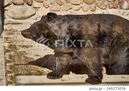 A black bear roams curiously in its enclosed habitat, basking in the warm glow of the afternoon sun. The stone walls add a natural feel to its surroundings 140273056