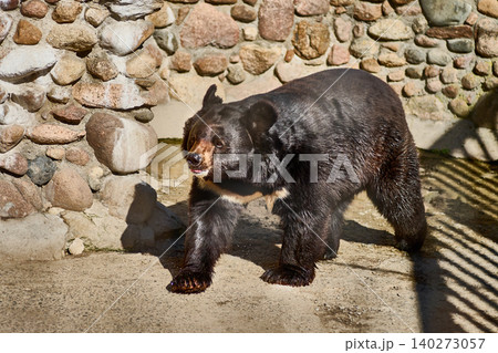 A large black bear roams a rocky enclosure, enjoying the warmth of the sun. The bear explores its surroundings with a sense of curiosity and agility, showcasing its natural beauty 140273057