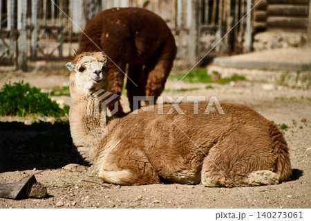 Two llamas enjoy a sunny afternoon at a serene farm, with one comfortably lying on the ground while the other stands nearby, framed by natural surroundings Two llamas enjoy a sunny afternoon at a serene farm, with one comfortably lying on the ground while the other stands nearby, framed by natural surroundings 140273061