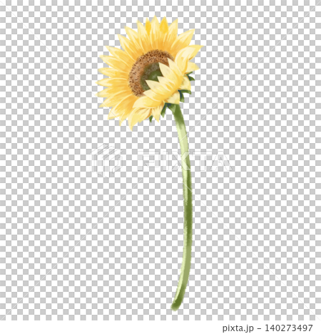 一幅水彩風格的向日葵插圖，花朵朝向左側。夏季植物素材。 140273497