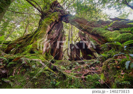 巨大屋久杉切り株 屋久島白谷雲水峡(春 巨大屋久杉切り株 屋久島白谷雲水峡(春 140273815