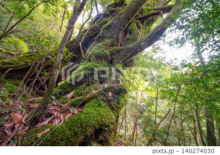 屋久島白谷雲水峡の森 苔むす森(春 屋久島白谷雲水峡の森 苔むす森(春 140274030
